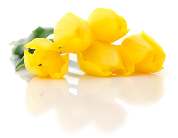 Cinco lindas tulipas amarelas isoladas no fundo branco