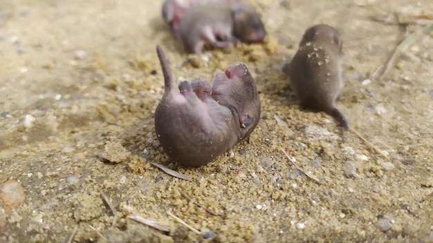 Cinco o más ratones grises recién nacidos yacen en el suelo