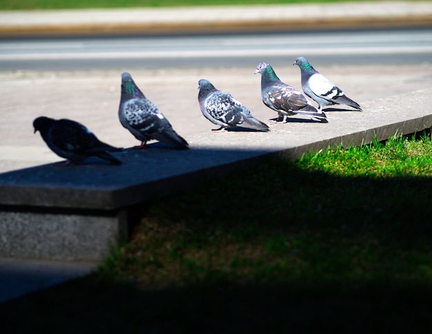 Foto cinco palomas en el fondo del parapeto de la calle