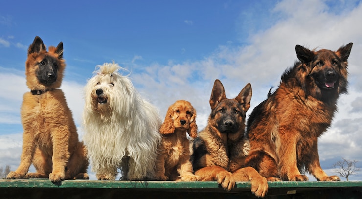 Foto cinco perros