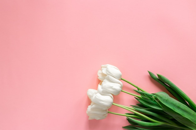 Cinco tulipanes blancos Ramo de flores primaverales y pared rosa. Copyspace y flores aisladas.