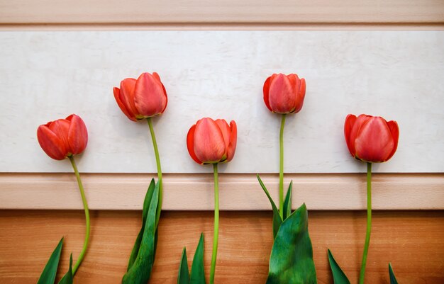 Cinco tulipanes rojos abiertos