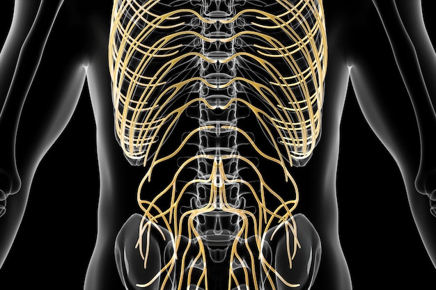 Foto cinema 4d-rendering der verteilung von gefäßen in der menschlichen brust