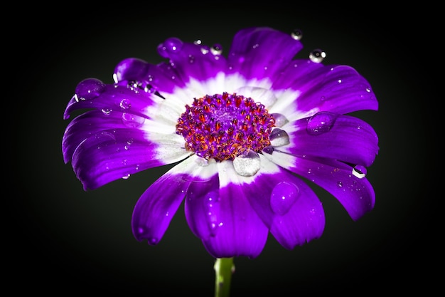 Cineraria lila, rosa und weiße Blumen