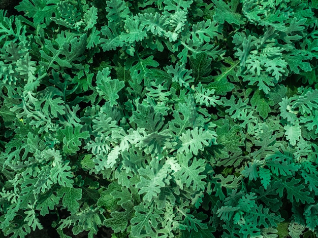 Cineraria plantar em vasos em uma prateleira em uma loja de jardim. Mudas à venda