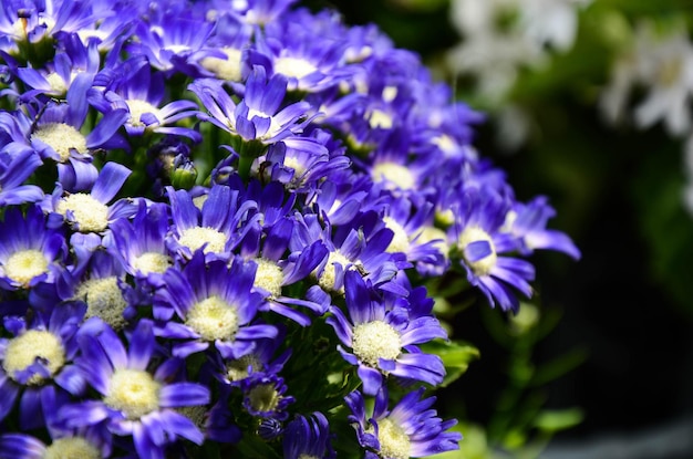 Cineraria Senecio cruentus