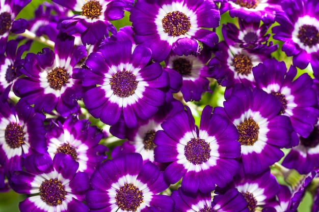 Cineraria violeta, rosa y flores blancas.