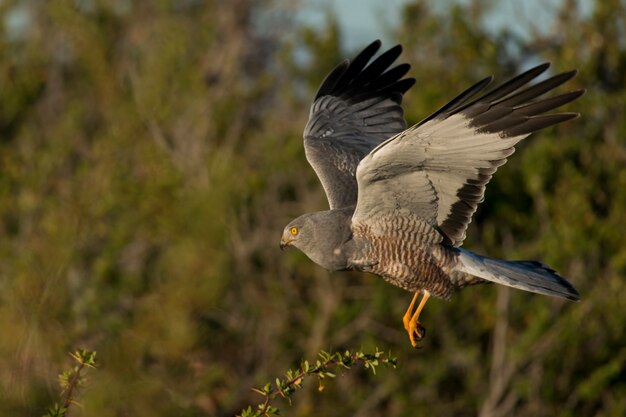 Cinereous Harrier fliegen