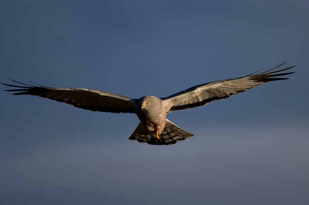 Cinereous Harrier fliegen