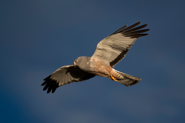 Cinereous Harrier fliegen