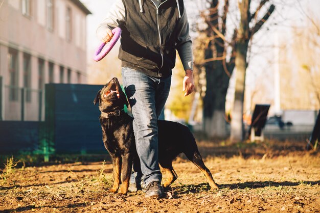 Cinólogo masculino, entrenamiento de perros policía al aire libre