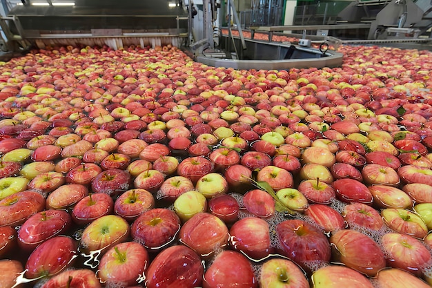 Cinta transportadora con manzanas en agua