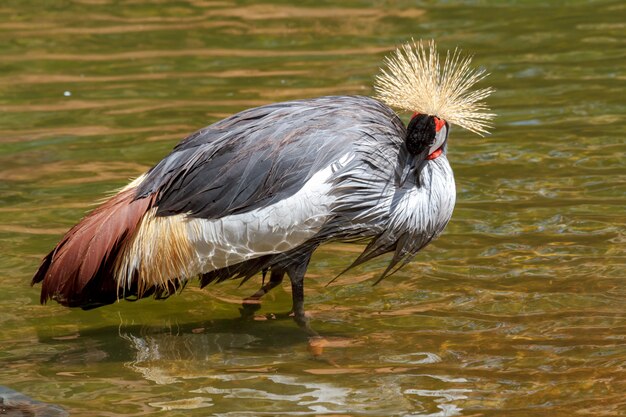 Cinza bonito coroado guindaste comum (Grus Grus)