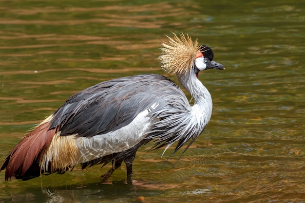 Cinza bonito coroado guindaste comum (grus grus)