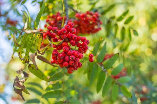 Cinza de montanha vermelha em um galho, foto macro com foco seletivo. Rowan vermelho colorido outonal branch.red maduro rowan berry branch.bunch de laranja ashberry