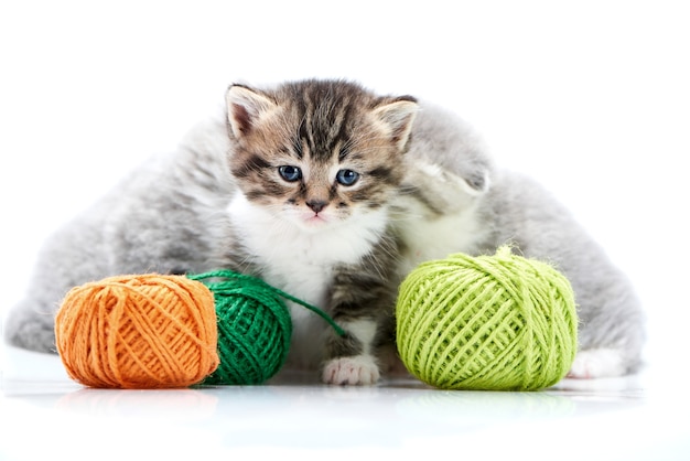 Cinza gatinhos fofos fofos e um gatinho marrom listrado estão jogando com ya laranja e verde