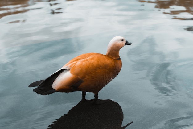 Cinza ou pato vermelho parado na água ao ar livre, close-up. Tadorna ferruginea. Tema animal