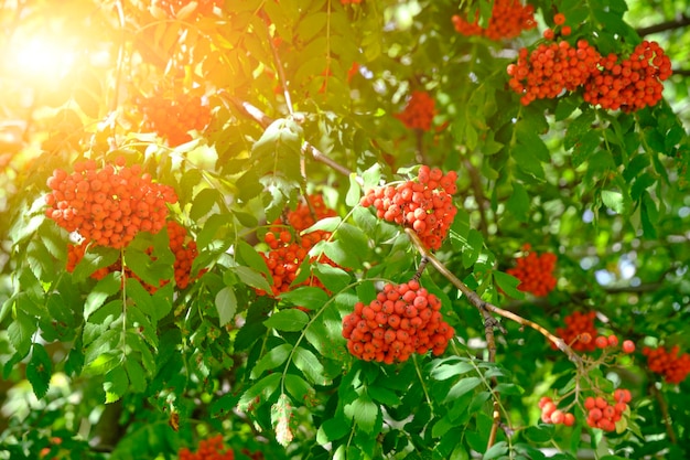 Cinzas de montanha maduras vermelhas brilhantes e folhagem verde à luz do sol