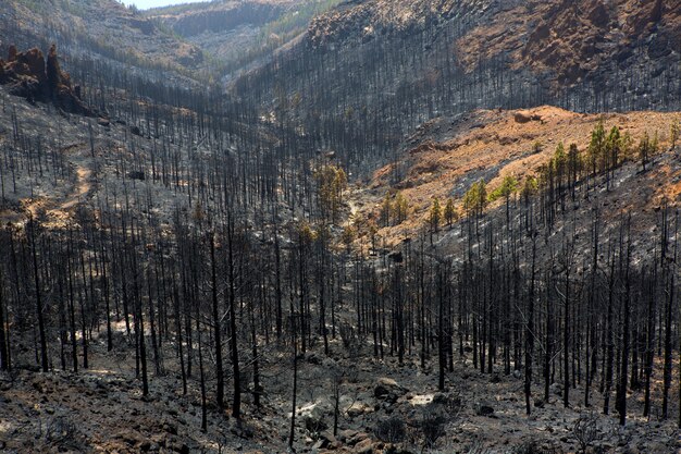 Cinzas negras de canário após incêndio florestal no Teide