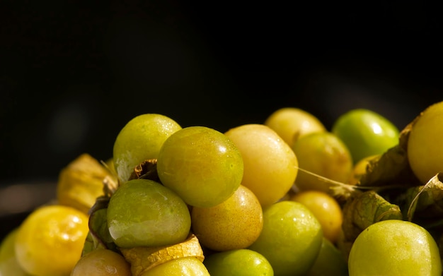 Ciplukan Physalis angulata Frucht oder goldene Beere Groundcherry natürlicher Hintergrund