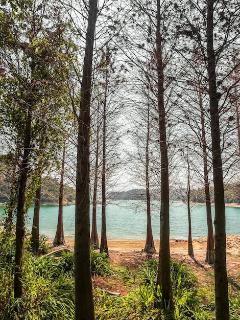 El ciprés caducifolio junto al lago en un día soleado