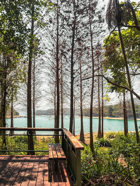 El ciprés caducifolio junto al lago en un día soleado