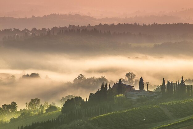 Foto ciprés en las colinas de la toscana en una mañana de niebla