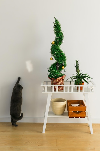 El ciprés interior o la tuya en la olla están decorando bolas como el árbol de Navidad y el gato divirtiéndose cerca de los árboles alternativos para Navidad