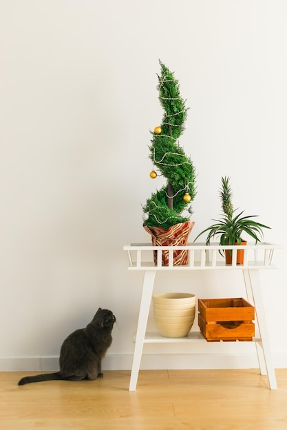 El ciprés interior o la tuya en una olla están decorando bolas como un árbol de Navidad y el gato se sienta cerca de él Árboles alternativos para Navidad