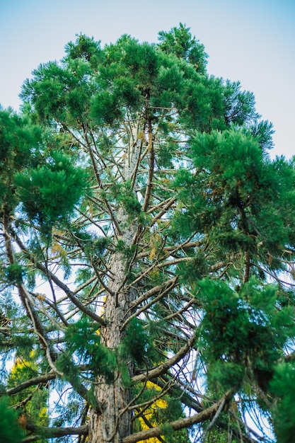 Cipreste mediterrâneo Verdes suculentos Cupressus sempervirens