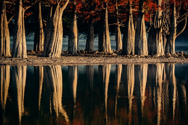 Ciprestes do pântano e seus reflexos em um lago raso no outono