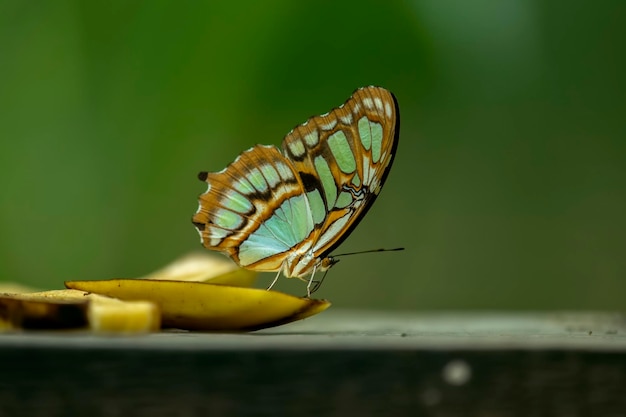 Foto la ciproeta steleen es una mariposa de patas de cepillo neotropical