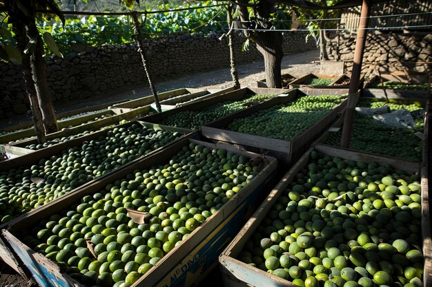 Círculo de aguacates frescos