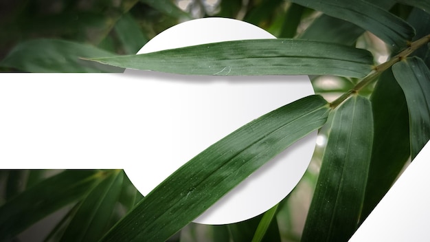 Un círculo blanco con una hoja de bambú está rodeado de hojas.