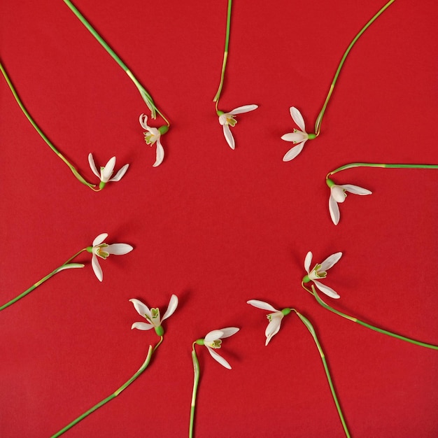 Círculo com flores snowdrop sobre fundo vermelho, espaço para texto. Cartão de felicitações de maquete de férias.