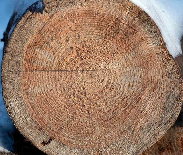 Círculo de madera con un corte dividido del tronco.