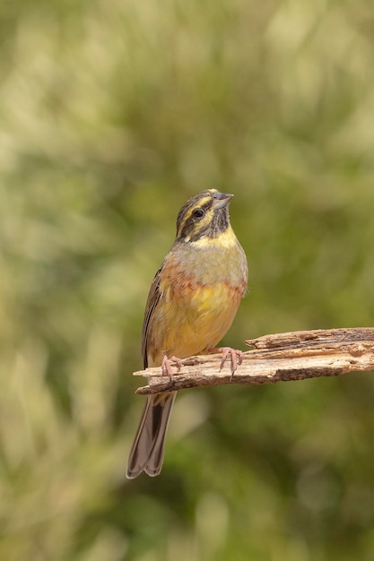 Cirl bunting (Emberiza cirlus) Málaga, Espanha