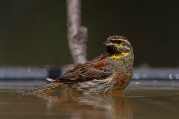 Foto cirl bunting emberiza cirlus malaga spanien