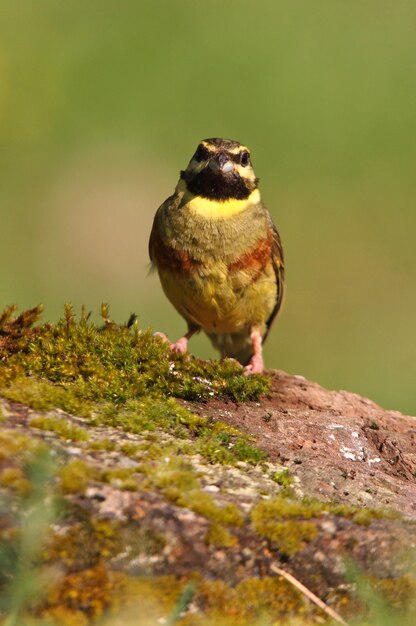 Cirl bunting macho adulto sobre una roca con las últimas luces del día