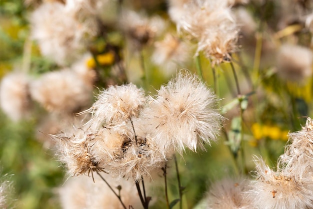 Cirsium arvense é uma espécie de planta perene da família do cardo das plantas de outono áster com sementes