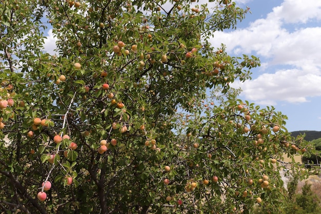 Ciruela amarilla salvaje en las ramas del árbol