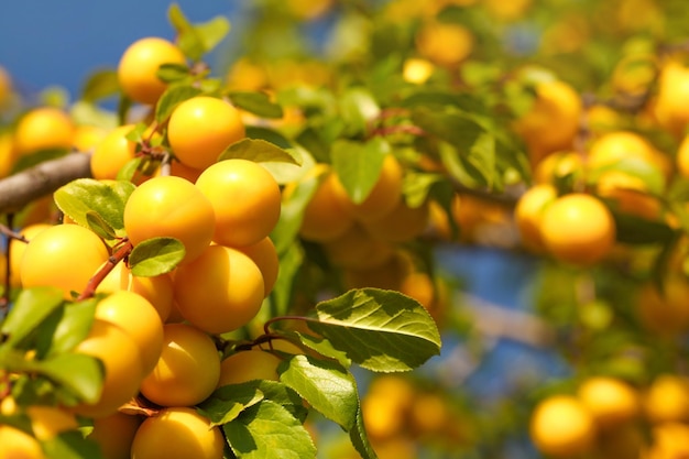 Ciruela amarilla silvestre mirabelle (Prunus domestica subsp. syriaca) frutos que crecen en la rama del árbol