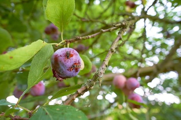 Ciruela y avispa Primer plano de avispas comiendo ciruelas maduras que crecen en un árbol en un jardín o campo Detalles de la vida silvestre en la naturaleza fruta orgánica colgando de las ramas en el campo rural con copyspace