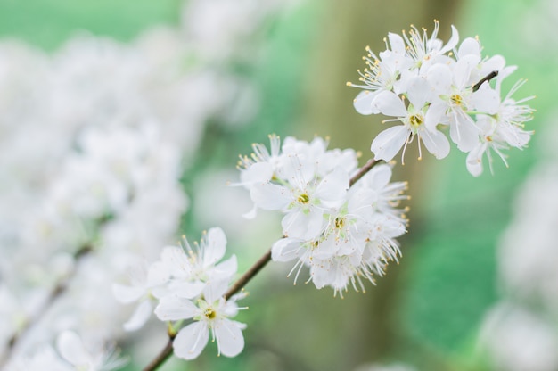 Ciruela blanca hermosa y linda flor pequeña.