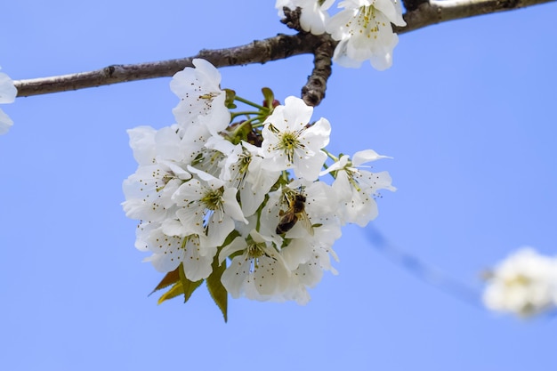 Ciruela cereza en flor Flores blancas de ciruelos en las ramas de un árbol Jardín de primavera