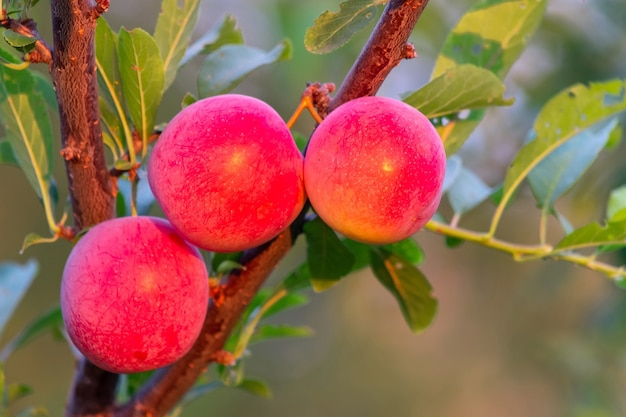 Ciruela cereza madura en un primer plano de la rama de un árbol. Cosecha en un huerto. Concepto de agricultura. Anuncio de jugo de fruta