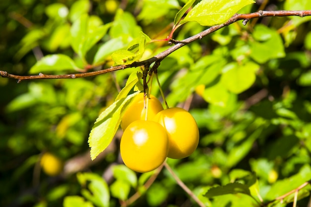 Ciruela de cereza silvestre colgando de una rama de árbol Ciruela madura amarilla en el jardín