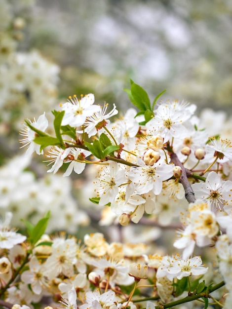 Ciruela de cerezo en flor en el jardín.