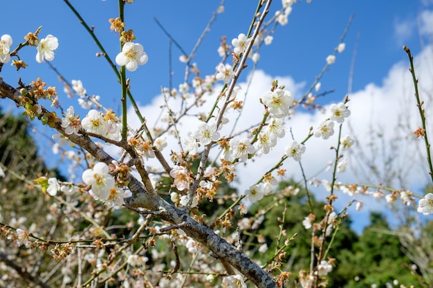 Ciruela china Flor de albaricoque japonés Flor blanca hermosa