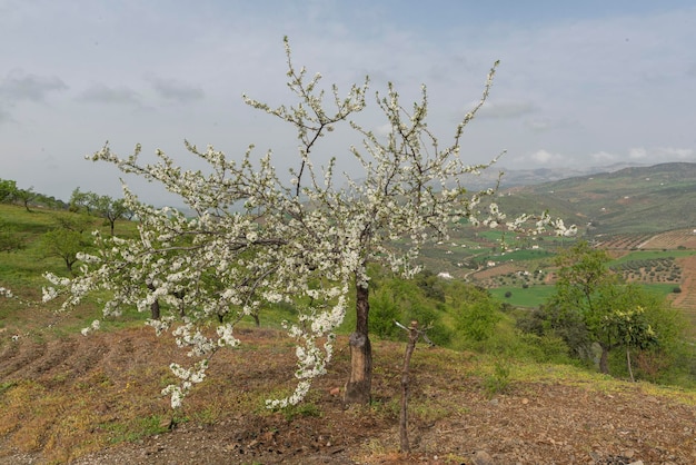 Ciruela europea Prunus domestica Málaga España